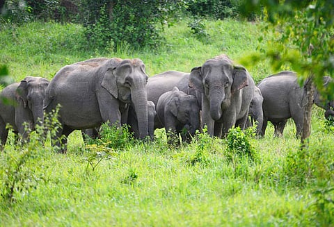 நீலகிரி: யானைகள் வழித்தடத்தில் உள்ள மின்வேலிகளை அகற்ற தமிழக மின்வாரியத்துக்கு, சுப்ரீம் கோர்ட்டு உத்தரவு