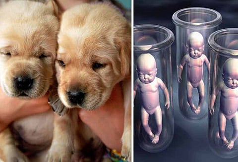 சீனா முதல் முறையாக 20 வகை நாய்களை குளோனிங் செய்து வெற்றி - அடுத்தது மனிதன்?