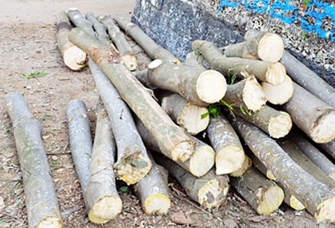 மின்வாரிய பராமரிப்பு பணியின் போது மரங்கள் அடியோடு வெட்டி சாய்ப்பு; கிளைகளை மட்டும் அகற்ற வலியுறுத்தல்