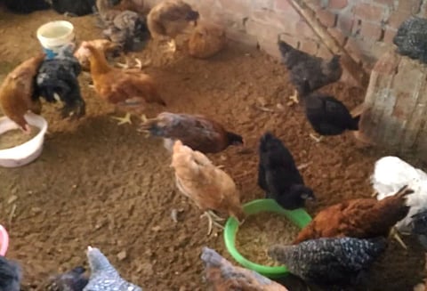 கோழிகளை கூண்டில் அடைத்து வளர்க்க தடை பண்ணையாளர்கள் சங்கம் எதிர்ப்பு