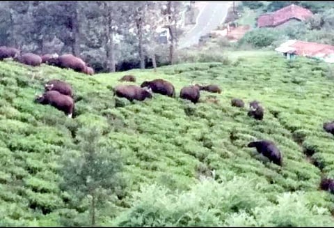 மஞ்சூரில்: தேயிலை தோட்டங்களில் உலா வரும் காட்டெருமைகள்- தொழிலாளர்கள் பீதி