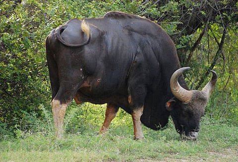 விலங்குகளை துன்புறுத்துபவர்கள் மீது கடும் நடவடிக்கை எடுக்கப்படும்