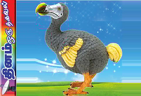 தினம் ஒரு தகவல் : போர்க்குணம் இல்லாததால் அழிந்த பறவை இனம்