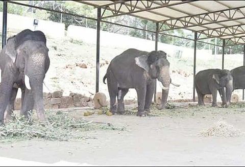 தசரா யானைகளுக்கு 2 வேளை சத்தான உணவு வழங்கப்படுகிறது