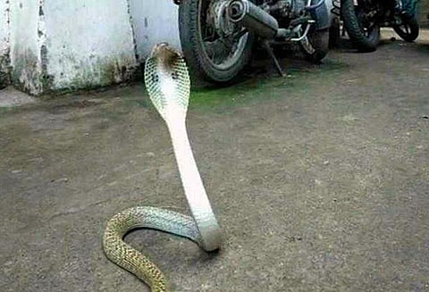 ஒடிசா மகளிர் விடுதி அறையில் இளம்பெண் அருகே படுத்திருந்த நாக பாம்பு; அதிர்ச்சியில் உறைந்த தோழி