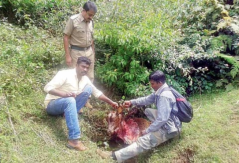 கன்று குட்டியை அடித்து கொன்ற சிறுத்தைப்புலி