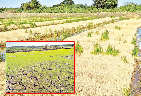 தண்ணீர் இல்லாமல் 5 ஆயிரம் ஏக்கரில் நடவு செய்யக்கூடிய நெல் நாற்றுகள் கருகின