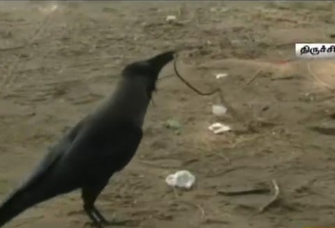 அறிவு நுட்பத்துடன் குச்சிகள், இரும்பு கம்பிகளை தரம் பிரித்து கூடு கட்டிய காகங்கள்