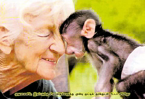 தோட்டம் அமைத்தார்.. குரங்குகளை வளர்த்தார்.. - ரீட்டா மில்ஜோ!