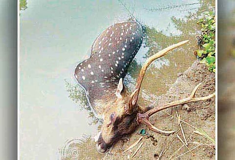 தடுப்பணையில் இறந்து கிடந்த மான் வனத்துறையினர் விசாரணை