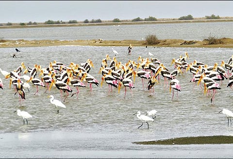 கோடியக்கரை பறவைகள் சரணாலயத்திற்கு 20 ஆயிரம் ஏக்கர் நிலத்தை வனத்துறையிடம் ஒப்படைக்க அரசு முடிவு