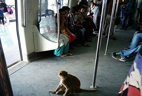 டெல்லி மெட்ரோ ரெயில் நிலையத்திற்குள் புகுந்த குரங்கு; பயணிகள் அச்சம்