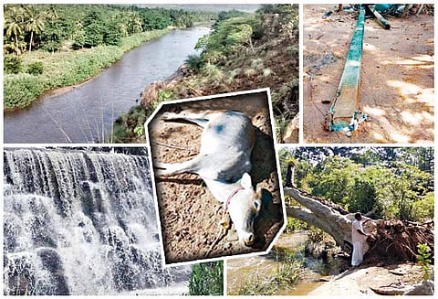 வெள்ளிமலை வனப்பகுதியில் கனமழை: மூல வைகை ஆற்றில் நீர்வரத்து