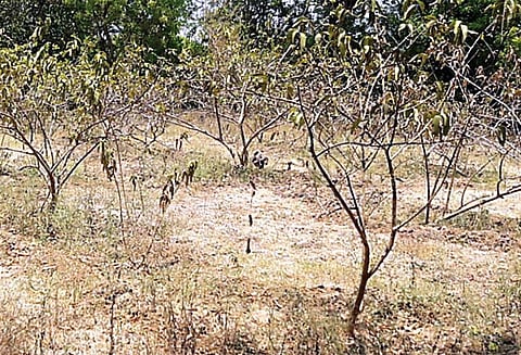 புதுப்பேட்டை பகுதியில் வறட்சி தண்ணீரின்றி கருகும் கொய்யா மரங்கள் - விவசாயிகள் கவலை