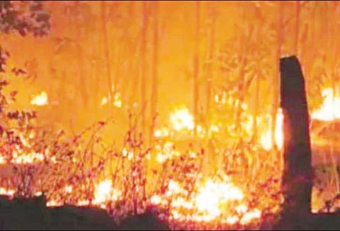 வையம்பட்டி அருகே தைல மரங்கள் தீயில் எரிந்து நாசம்