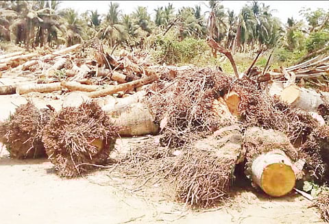 திருச்சிற்றம்பலம் பகுதியில் சாலை ஓரங்களில் குவிக்கப்படும் தென்னை மரங்கள்