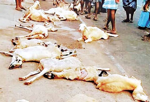 நிலக்கோட்டை அருகே, மினி வேன் மோதி 19ஆடுகள் பலி