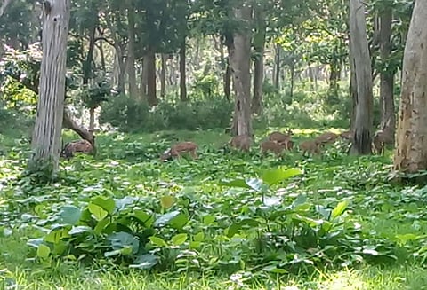 தினம் ஒரு தகவல் : முதுமலை காடும் கிண்டி பூங்காவும்..