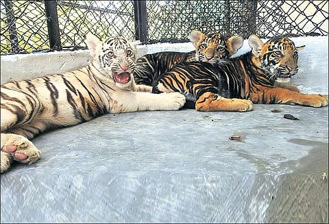 வண்டலூர் பூங்காவில் பொதுமக்களின் பார்வைக்கு விடப்பட்ட 3 புலிக்குட்டிகள்