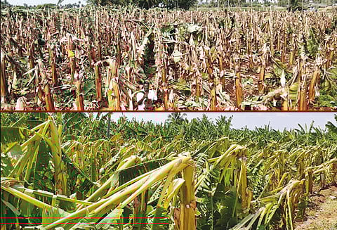 அம்மாபேட்டை, அந்தியூரில் சூறாவளி காற்றுடன் மழை: ஆயிரக்கணக்கான வாழைகள் சாய்ந்தன