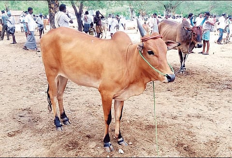 பழையகோட்டை மாட்டுத்தாவணியில் ரூ.15 லட்சத்துக்கு மாடுகள் விற்பனை