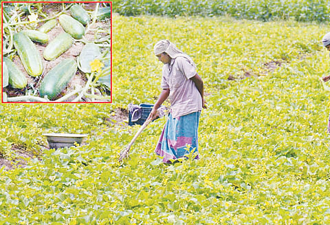 தஞ்சை அருகே வெள்ளரிக்காய் அறுவடை பணிகள் தீவிரம் 100 காய்கள் ரூ.300-க்கு விற்பனை