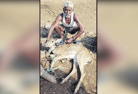 வனப்பகுதியில் இருந்து ஊருக்குள் புகுந்த புள்ளி மான் மீட்பு