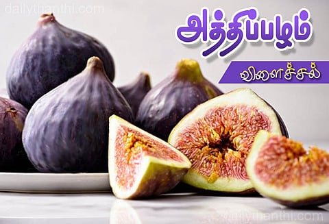 மஞ்சூரில், அத்திப்பழம் விளைச்சல் அதிகரிப்பு