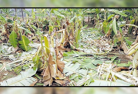 பெரும்பாலை அருகே, வாழை தோட்டத்தில் புகுந்து யானைகள் அட்டகாசம் - பட்டாசு வெடித்து வனப்பகுதிக்குள் விரட்டியடிப்பு