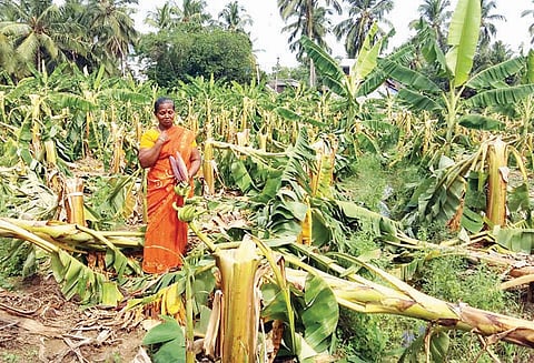 சூறாவளி காற்றுடன் மழை: ஆயிரக்கணக்கான வாழைகள் சாய்ந்தன வீடு சேதம்