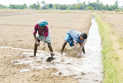 தஞ்சை மாவட்டத்தில் உளுந்து சாகுபடியில் விவசாயிகள் ஆர்வம்