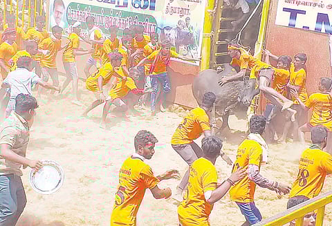 சொக்கலிங்கபுரம் ஜல்லிக்கட்டில் காளைகள் முட்டியதில் 11 வீரர்கள் காயம் ரூ.10 லட்சம் பரிசு பொருட்கள் வழங்கப்பட்டன