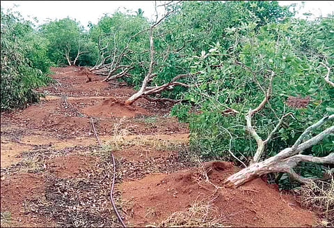 கயத்தாறு பகுதியில் சூறைக்காற்றுடன் மழை: 1,000 கொய்யா மரங்கள் வேரோடு சாய்ந்தன மின்கம்பங்கள் சேதம்; பலமணி நேரம் மின்தடை