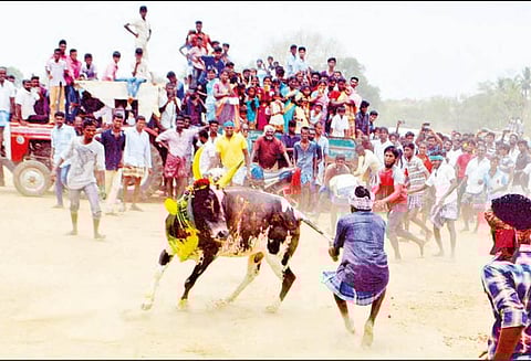 சிவகங்கை அருகே மஞ்சுவிரட்டு, காளைகள் முட்டியதில் 2 பேர் பலி - படுகாயம் அடைந்த 12 பேருக்கு தீவிர சிகிச்சை
