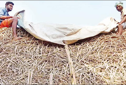 புயல் முன் எச்சரிக்கையாக வடகாடு பகுதியில் குடிசைகளை தார்ப்பாயால் மூடிய விவசாயிகள்