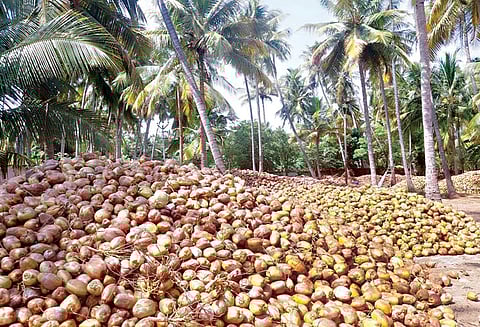 வெளியூர் வியாபாரிகள் வராததால் தோட்டங்களில் குவிந்து கிடக்கும் தேங்காய்கள்