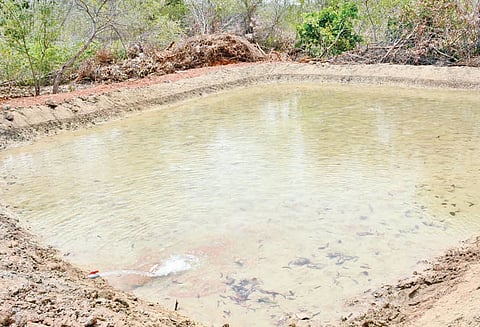 தஞ்சை தமிழ்ப்பல்கலைக்கழகத்தில் விலங்குகள், பறவைகளின் தாகத்தை தீர்க்க 2,400 சதுர அடியில் குளம்