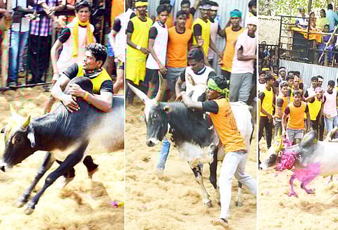 புதுச்சாவடியில் ஜல்லிக்கட்டு: சீறிப்பாய்ந்த காளைகளை போட்டி போட்டு அடக்கிய காளையர்கள்