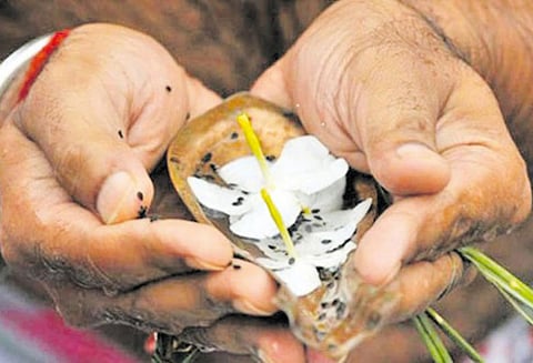 புண்ணியம் தரும் அமாவாசை வழிபாடு