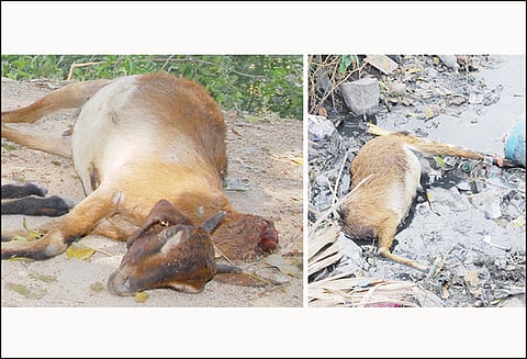 பெரம்பலூர் சங்குப்பேட்டையில் தலை துண்டாகி இறந்து கிடந்த 7 ஆடுகள் போலீசார் விசாரணை