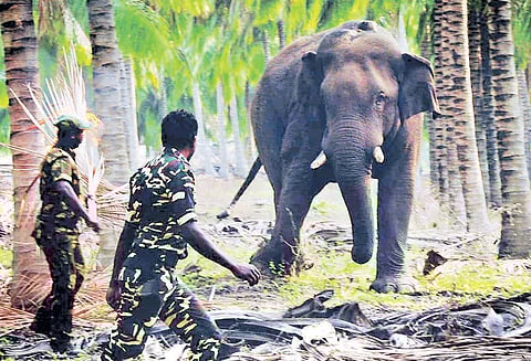 சின்னதம்பி யானை கும்கியாக மாற்றப்படும் அமைச்சர் திண்டுக்கல் சீனிவாசன் தகவல்