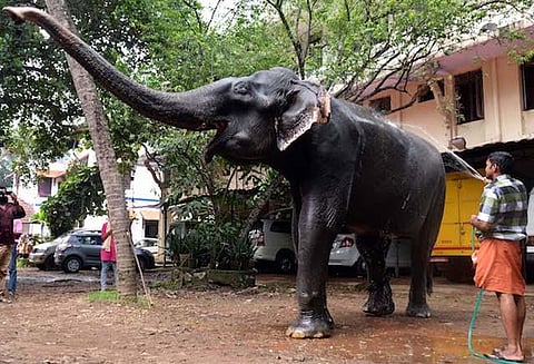 கின்னஸ் புத்தகத்தில் இடம்பிடித்த 88 வயது கோவில் யானை மரணம்