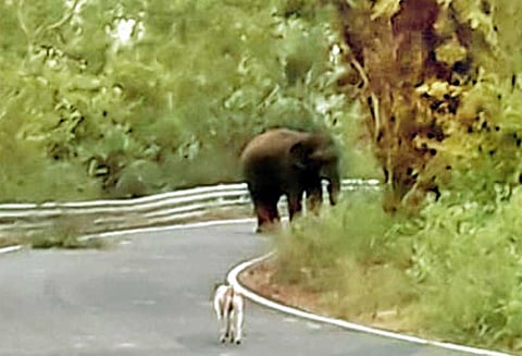 வடகாடு பகுதியில் சுற்றித்திரியும் காட்டு யானையை விரட்டும் பணியில் வனத்துறை தீவிரம்