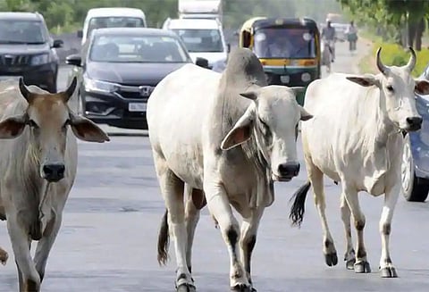 உத்தரபிரதேச பட்ஜெட்டில் கோசாலைகளை பராமரிக்க ரூ.647 கோடி ஒதுக்கீடு