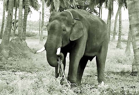 மடத்துக்குளம் அருகே தஞ்சமடைந்துள்ள சின்னதம்பி யானையை பிடிப்பதா? விரட்டுவதா?