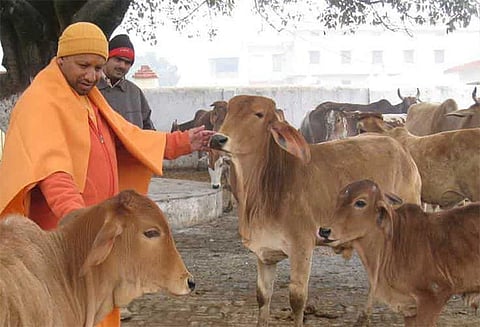 உ.பி.யில் 100-க்கும் மேற்பட்ட பசுக்கள் உயிரிழப்பு விசாரணைக்கு அரசு உத்தரவு