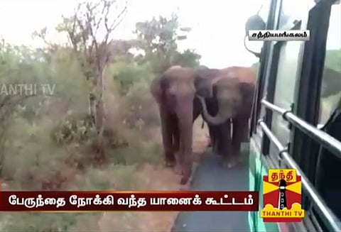 ஈரோடு வன பகுதியில் பேருந்தை நோக்கி வந்த யானை கூட்டம்; அச்சத்தில் உறைந்த பயணிகள்