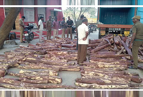 காட்பாடி அருகே 5 டன் செம்மரக்கட்டைகள் பறிமுதல் 5 வாலிபர்கள் கைது
