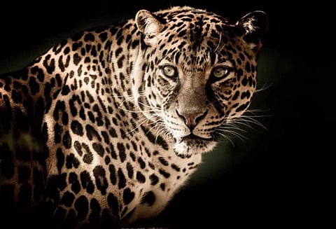 குடிசையில் தாயுடன் உறங்கி கொண்டிருந்த சிறுவனை, சிறுத்தை ஒன்று கடித்து கொன்றது