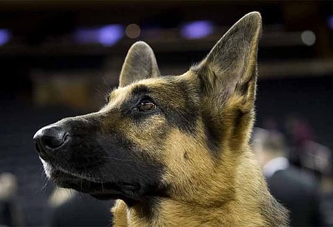 வங்காளதேசத்தில் புதிய சட்டம் வருகிறது: ஒரு நாளுக்கு மேல் நாயை கட்டிப்போட்டால் 6 மாதம் சிறை